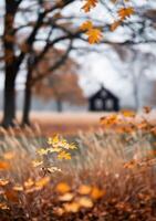Autumn Leaves and a Distant House photo