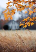 Autumn Leaves and a Distant House photo
