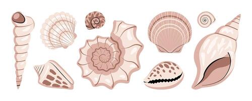 Sea shells collection isolated on white background. vector