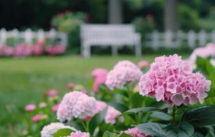 Pink Hydrangeas Blooming Near a Wooden Bench photo