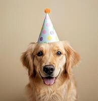 Golden Retriever Birthday Party photo