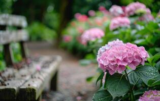 Pink Hydrangeas On A Bench photo