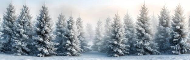 Frosty Forest Landscape at Dawn photo