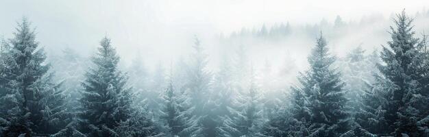 Frosty Forest Landscape at Dawn photo