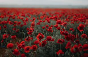 Red Poppies in a Field at Sunset photo
