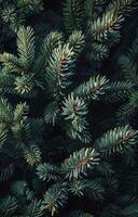Green Pine Branches on a Blue Background photo