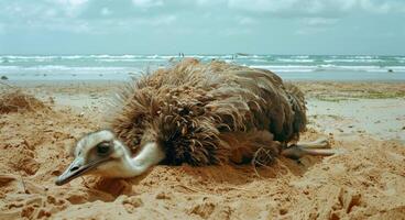 Dead Ostrich on Beach Near Ocean on Sunny Day photo