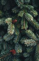 Green Pine Branches on a Blue Background photo
