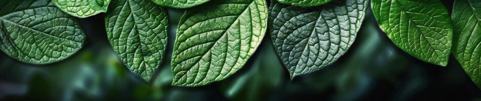 Close Up View of Lush Green Leaves on a Dark Background photo