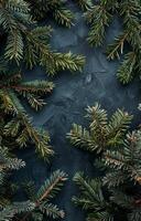 Green Pine Branches on a Blue Background photo