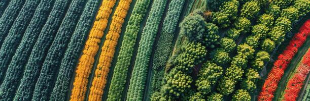 Aerial View of Colorful Flower Rows in a Rural Landscape photo
