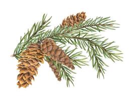 Spruce tree branch with cones. Cone bunch on evergreen twig. Winter holiday plant with Green short needles. Watercolor botanical illustration. Aromatic element for festive design, package decor. vector