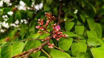 Small pink flowers that have not yet bloomed photo