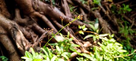 Tree roots and small plants nearby photo