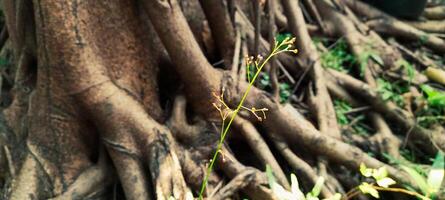 Tree roots and small plants nearby photo