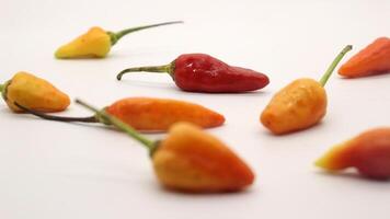 Chili on a white background photo
