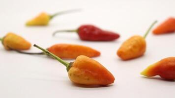 Chili on a white background photo
