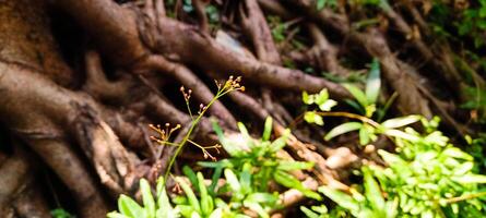 Tree roots and small plants nearby photo
