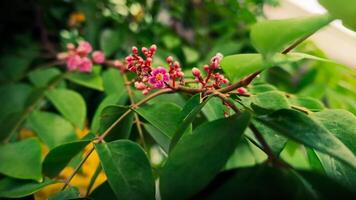 Small pink flowers that have not yet bloomed photo