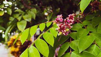 Small pink flowers that have not yet bloomed photo