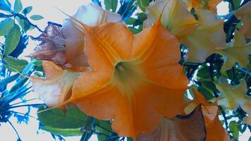 Borrachero, Borrachero Tree, Floripondio, Golden Angel Trumpet, Golden Tree Datura, Goldene Baumdatura, Guantu, Huacacachu, Huanto, Maicoa, Toe, Tonga, Yellow Tree Datura or Brugmansia aurea photo