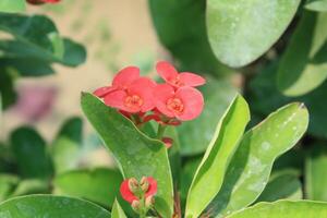 Crown of thorns, Euphorbia geroldii, Euphorbia lophogona photo