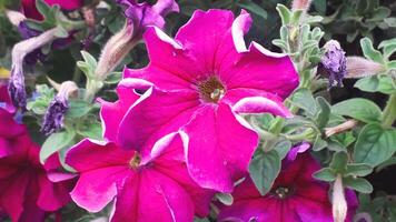 Grandiflora, Hedgiflora, Multiflora, Milliflora, Seaside Petunia, Wild Petunia, Midget Petunia or Surfinia Petunia beautiful flowers photo