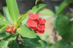 Crown of thorns, Euphorbia geroldii, Euphorbia lophogona photo