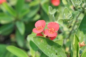 Crown of thorns, Euphorbia geroldii, Euphorbia lophogona photo