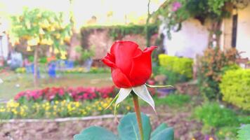 Vibrant Red and Pink Rose Flowers with Rich Colors and Elegant Composition Perfect for Various Design Projects and Creative Users photo