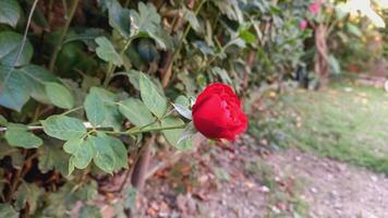 Vibrant Red and Pink Rose Flowers with Rich Colors and Elegant Composition Perfect for Various Design Projects and Creative Users photo