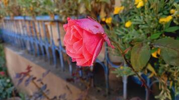 Vibrant Red and Pink Rose Flowers with Rich Colors and Elegant Composition Perfect for Various Design Projects and Creative Users photo