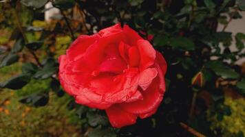 Vibrant Red and Pink Rose Flowers with Rich Colors and Elegant Composition Perfect for Various Design Projects and Creative Users photo