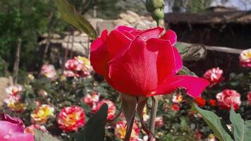 Vibrant Red and Pink Rose Flowers with Rich Colors and Elegant Composition Perfect for Various Design Projects and Creative Users photo