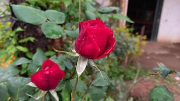 Vibrant Red and Pink Rose Flowers with Rich Colors and Elegant Composition Perfect for Various Design Projects and Creative Users photo