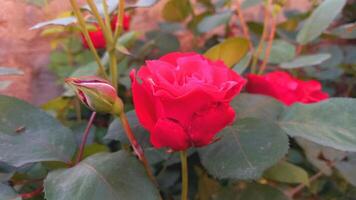 Vibrant Red and Pink Rose Flowers with Rich Colors and Elegant Composition Perfect for Various Design Projects and Creative Users photo