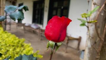 Vibrant Red and Pink Rose Flowers with Rich Colors and Elegant Composition Perfect for Various Design Projects and Creative Users photo