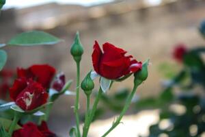 Vibrant Red and Pink Rose Flowers with Rich Colors and Elegant Composition Perfect for Various Design Projects and Creative Users photo