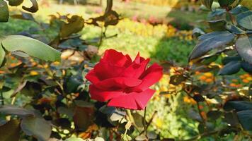 Vibrant Red and Pink Rose Flowers with Rich Colors and Elegant Composition Perfect for Various Design Projects and Creative Users photo