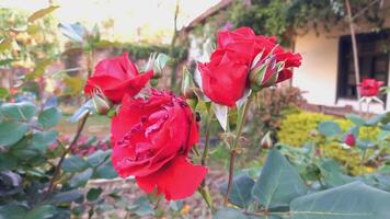 Vibrant Red and Pink Rose Flowers with Rich Colors and Elegant Composition Perfect for Various Design Projects and Creative Users photo