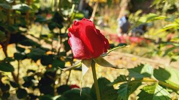 Vibrant Red and Pink Rose Flowers with Rich Colors and Elegant Composition Perfect for Various Design Projects and Creative Users photo