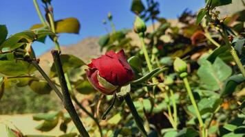 Vibrant Red and Pink Rose Flowers with Rich Colors and Elegant Composition Perfect for Various Design Projects and Creative Users photo