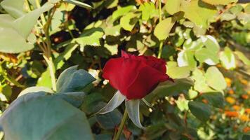 Vibrant Red and Pink Rose Flowers with Rich Colors and Elegant Composition Perfect for Various Design Projects and Creative Users photo
