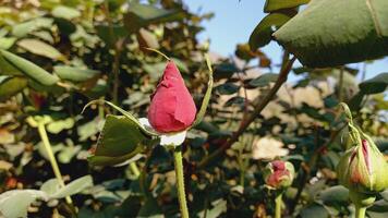 Vibrant Red and Pink Rose Flowers with Rich Colors and Elegant Composition Perfect for Various Design Projects and Creative Users photo
