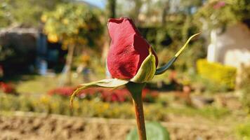 Vibrant Red and Pink Rose Flowers with Rich Colors and Elegant Composition Perfect for Various Design Projects and Creative Users photo