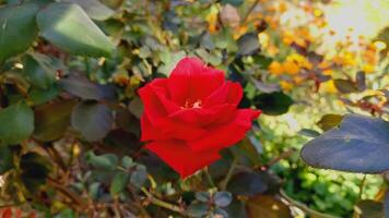 Vibrant Red and Pink Rose Flowers with Rich Colors and Elegant Composition Perfect for Various Design Projects and Creative Users photo