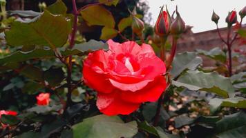 Vibrant Red and Pink Rose Flowers with Rich Colors and Elegant Composition Perfect for Various Design Projects and Creative Users photo