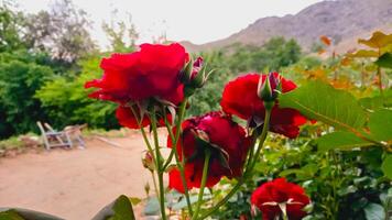 Vibrant Red and Pink Rose Flowers with Rich Colors and Elegant Composition Perfect for Various Design Projects and Creative Users photo