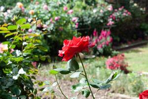 Vibrant Red and Pink Rose Flowers with Rich Colors and Elegant Composition Perfect for Various Design Projects and Creative Users photo