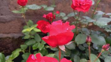 Vibrant Red and Pink Rose Flowers with Rich Colors and Elegant Composition Perfect for Various Design Projects and Creative Users photo